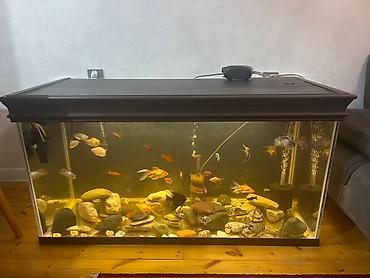 Akvariumlar: Böyük həcmli şüşə akvarium komplekti - Geniş, düzbucaqlı şüşə — 2