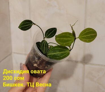 спатифилум сенсация: Хойи в ассортименте Цена и название на фото Некоторые сорта
