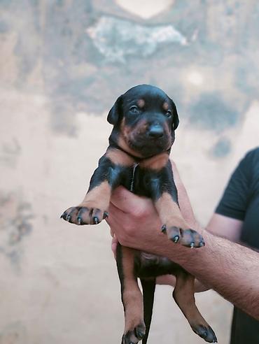 dişi doberman: Doberman, Peyvəndli — 3