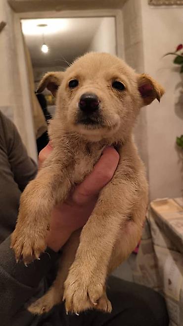 Отдам даром собаку: ПРИЮТ СОБАЧЕК большой выбор много красивых щенков и умных собак. ВСЕ — 24