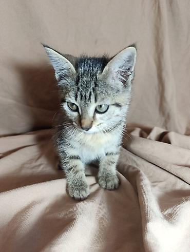 Мышыктар: Котята-домашние любимцы. Отдим в хорошие руки. Приучины к лотку — 8