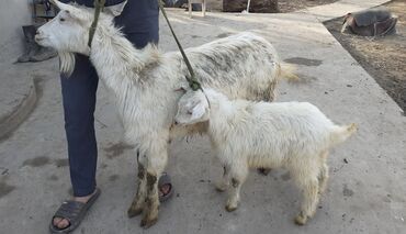 коза зааненская купить: Продаю | Коза (самка), Козлёнок | Зааненская | Для молока