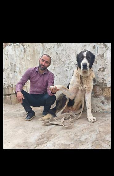 bakıda it satışı: Alabay, 4 il, Erkək, Cütləşmə üçün, Rayonlara çatdırılma — 4