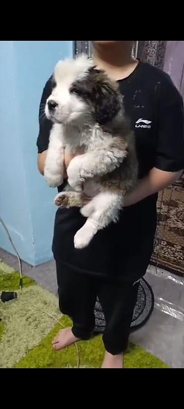 Продажа собак: Сенбернар Щенки крупной породы, пушистые, с бело‑черным окрасом — 7