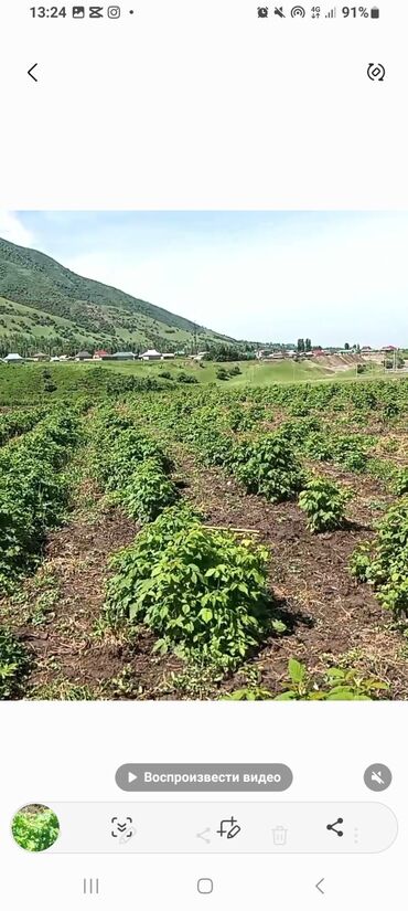 Малина: Малина Оптом, Самовывоз, Платная доставка