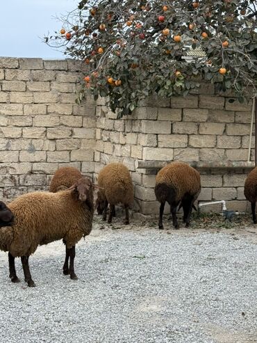 Qoyunlar, qoçlar: Erkək, Qala, il: 1, 65 kq, Damazlıq, Ünvandan götürmə — 7