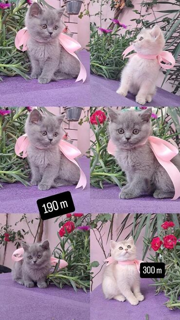 Pişiklər: Şinşilla, Erkək, Dişi