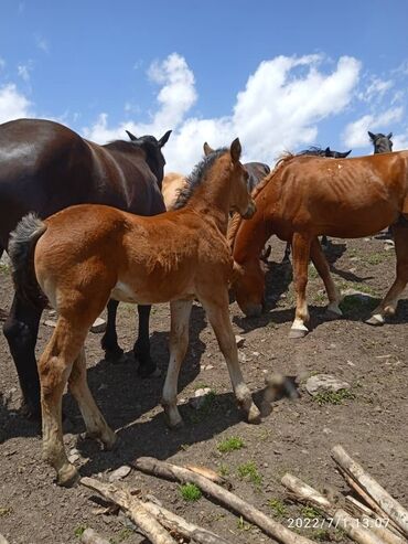 конный спорт бишкек цены в Кыргызстан | Услуги: Продаю | Жеребец | Полукровка | На забой, Конный спорт | Племенные