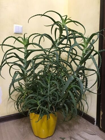 комнатные растение: 7000сом. 9 летняя