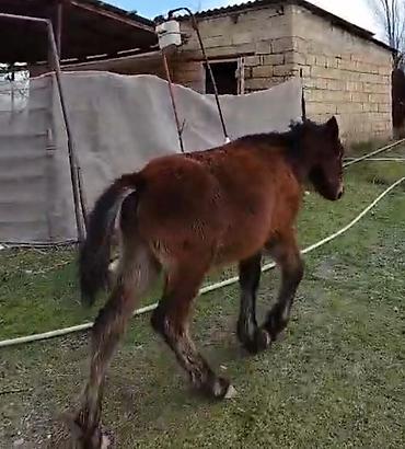 Atlar: Qəhvəyi rəngli at - Cins: yerli tip, qara yalı və quyruğu - Rəng — 14