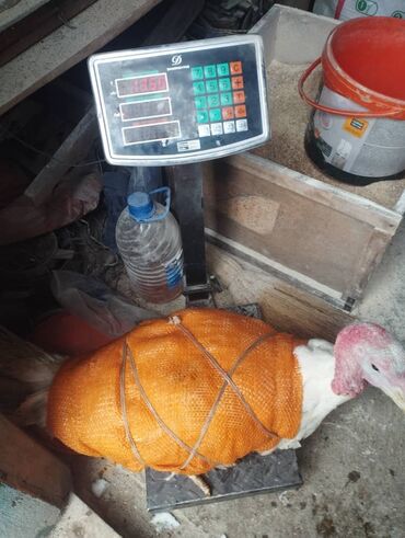 Мясо: 3 кг — 10