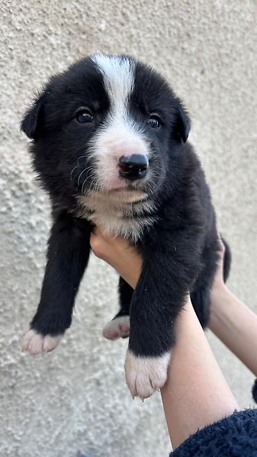 коне корсе: Отдам щенков в добрые руки 🐶❤️ Родились 4 октября. 5 мальчиков и 1 — 6