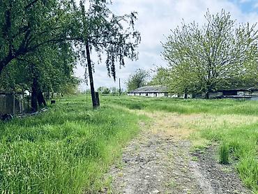 Torpaq sahələrinin satışı: Kənd təsərrüfatı, Kupça (Çıxarış) — 4