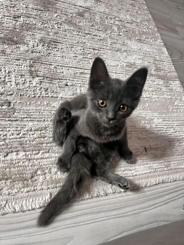 кошки в хорошие руки: Британская короткошёрстная, 3 месяца, Мальчик, Серый, Метис, Приучена к лотку