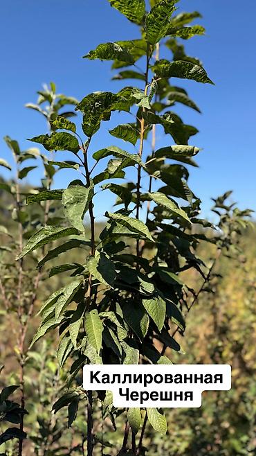 Другие фрукты: 🌱🍎 КАЛИРОВАННЫЕ САЖЕНЦЫ ПЛОДОВЫХ ДЕРЕВЬЕВ В ПРОДАЖЕ! 🍎🌱 Опыт -40 лет — 10
