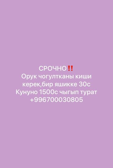 работа в оше без опыта для девушек: Балыкчы ‼️