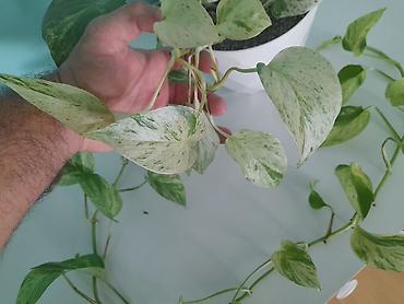 devedabani bitkisi: Epipremnum aureum “N’Joy/Marble Queen” tipli sarmaşan pothos — 4