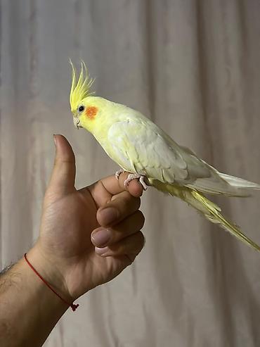 serebrist cuce satisi: Nymph (kakadu nimfası) 4 aylıq korella balasi, ele öyrəşmiş — 3