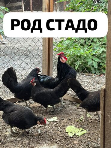 румынский фазан: Продаю подростков Бетнамка Ява! Количество 10 штук! Цена за всех 9