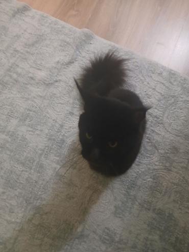 Pişiklər: Yaxşı əllərə — 1