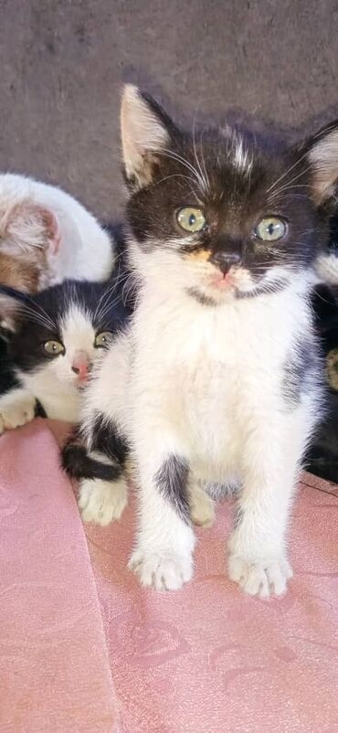котята сибирской кошки: Кошка даром: Сибирская, 2 месяца, Девочка, С прививками, Приучена к лотку, Проглистована