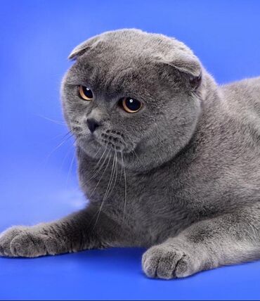 вислоухий кот: Чистокровный Кот породы Scottish Fold Вислоухий ищет Кошку для Вязку с