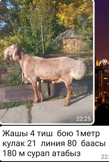 купить рабочую охотничью собаку: Сатам | Кочкор (эркек) | Көбөйтүү үчүн | Жасалма жол менен боозутуу