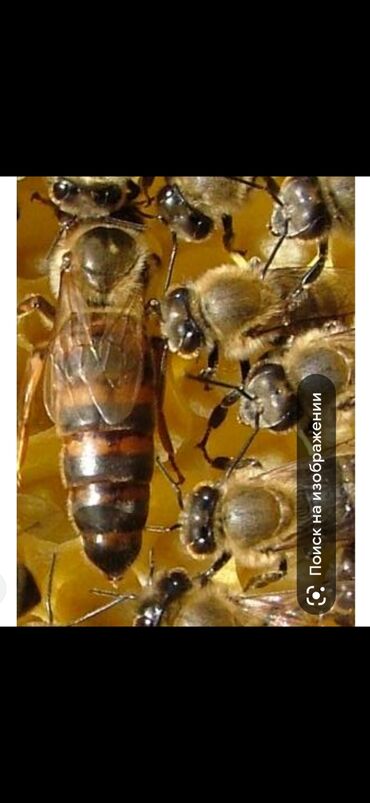 крыло марк 2: Продаю пчёл на высадку. Зимовалые. Порода Карника. 20семей . система