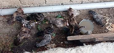 damaz: Musk ördəyi balaları (indo ducklings) - Şəkillərdə müxtəlif rəng — 4
