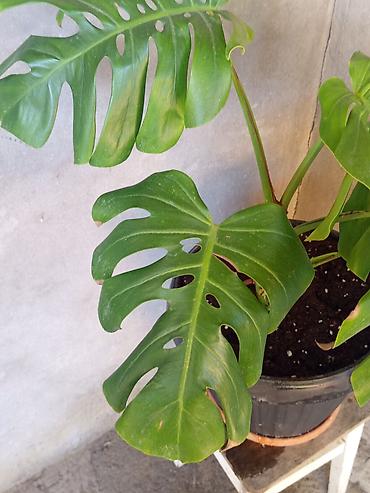 монстера: Monstera deliciosa (pəncərəçiçəyi) – iri, deşikli yarpaqlı dekorativ — 3