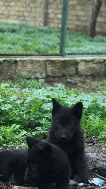 qara afcarka satilir: 3 ay, Erkek, Peyvəndli, Ünvandan götürmə