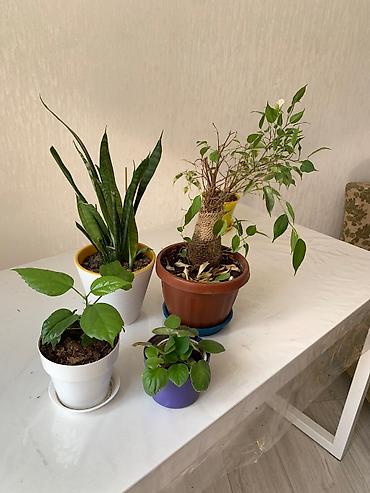 Китайская роза (Гибискус): Папоротник 650 сом китайская Роза гербера. Шефлера 150.сансевьера — 4