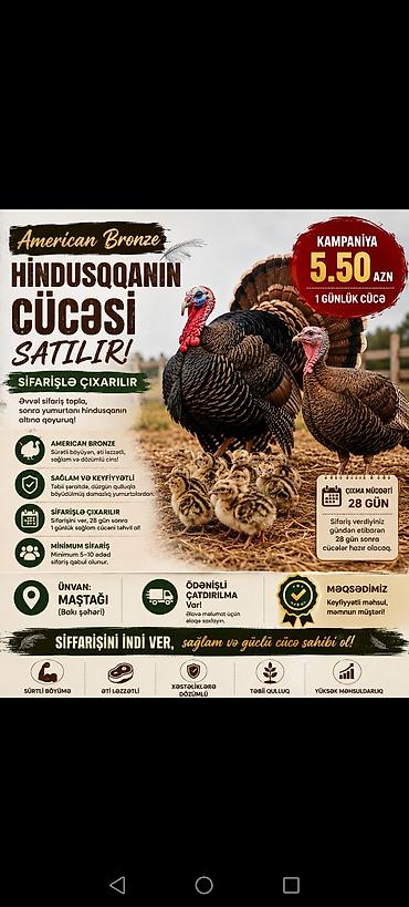 Hinduşkalar: Hinduşka cücələri, Ətlik — 1