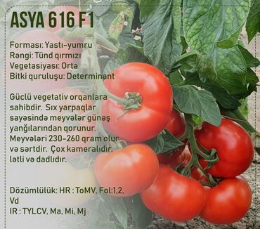 Toxumlar: Aluzze qarpiz toxumu — 11