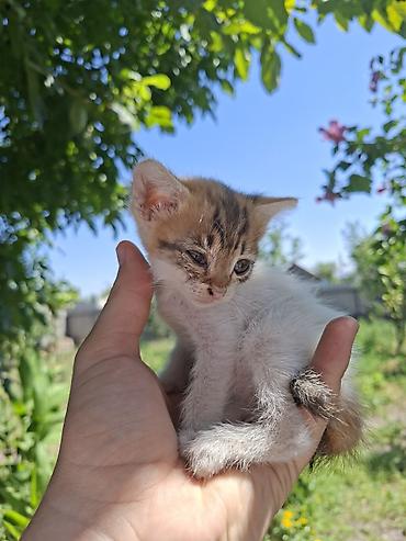 котят ош: Отдам котят. 3 мальчика 3 девочки. котятам 2 месяца, кушают сами уже — 3