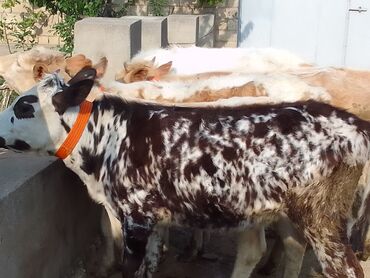Dana, buzov: Dana, buzov, Dişi, Simental, ay: 6, 70 kq, Damazlıq, Ünvandan götürmə