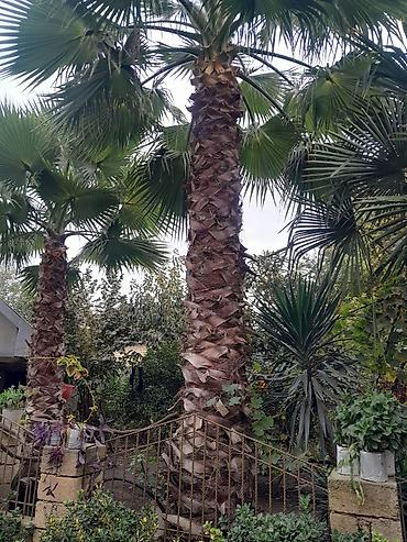 Ağaclar: Məhsul: Dekorativ palma ağacları (Trachycarpus/Vindozaya bənzər yelpik — 20