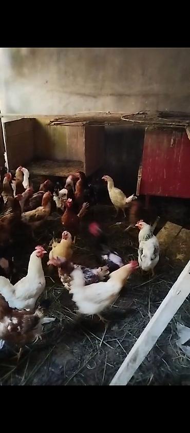 barter xoruz: Məhsul: 40 toyuq 15 xoruz çəkiləri balacalar 1.700-2 kilo arası — 4