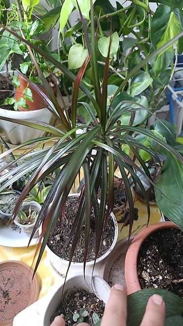 Драцены и Сансевиерии: Драцена (разные виды, в горшках) находится в Кара Балте - Эффектные — 11