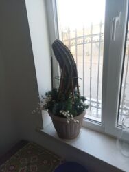 кустовые розы: Кактус, цветёт 1 раз в год цветы огромные и хороший запах