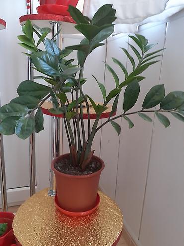 agac satisi baki: Zamiokulkas (ZZ plant) – dekorativ ev bitkisi - Növ: Zamiokulkas — 3
