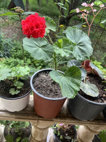 Xalçalar: Xalça -da lalafo.az — 2 Xalçalar: Xalça — 2