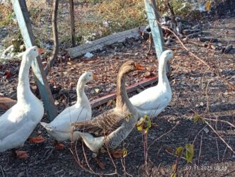 купить домашних курей: Птицы