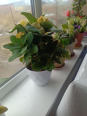 Другие комнатные растения: Срочна ❗ Комнатный гулдордун турлору коп. Баарын жакшы баада берем — 15