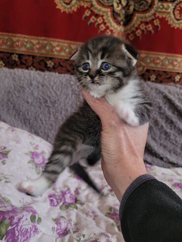 продаю кот: Котята, помёт домашний. Описание: - Возраст на фото: примерно 3–5