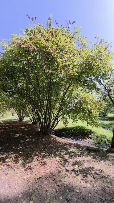 Torpaq sahələrinin satışı: 185 sot, Mülkiyyətçi, Kupça (Çıxarış) — 26