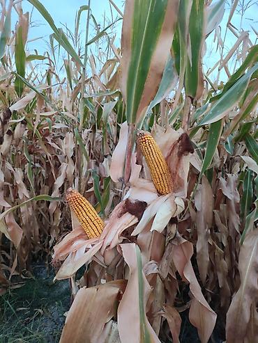 ориентальная кошка цена: 🌽🌽🌽жүгөрү сатылат ✅Сорт:ПЛ-700 ПОД КОМБАЙН Кукуруза на продажу — 2