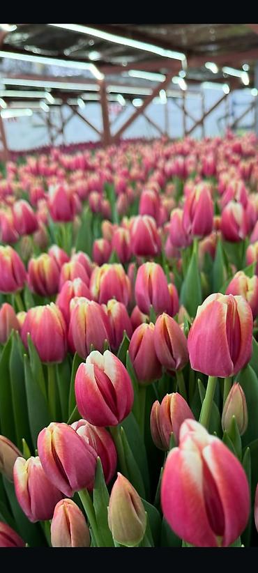 Цветы и букеты: Тюльпаны с теплицы — срезка свежего дня. - Ассортимент: однотонные и — 3