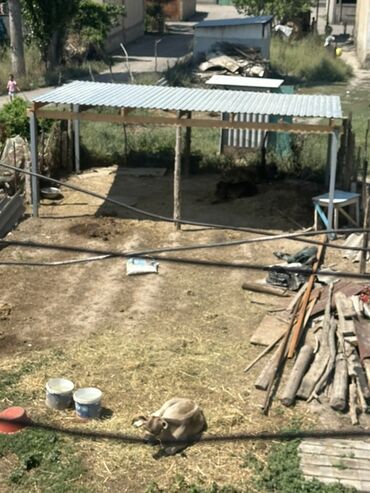 дом варанцовка: Дом, 40 м², 3 комнаты, Собственник, Старый ремонт