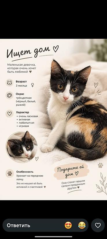 кошку: Кошка даром: Беспородная, 3 месяца, Девочка — 1